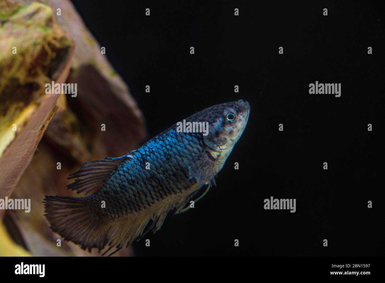Femmina di Betta splendens ( Plakat betta ) alla ricerca di cibo in fondo a un serbatoio comunitario. Bel pesce blu metallico brillante con pinna corta. Foto Stock