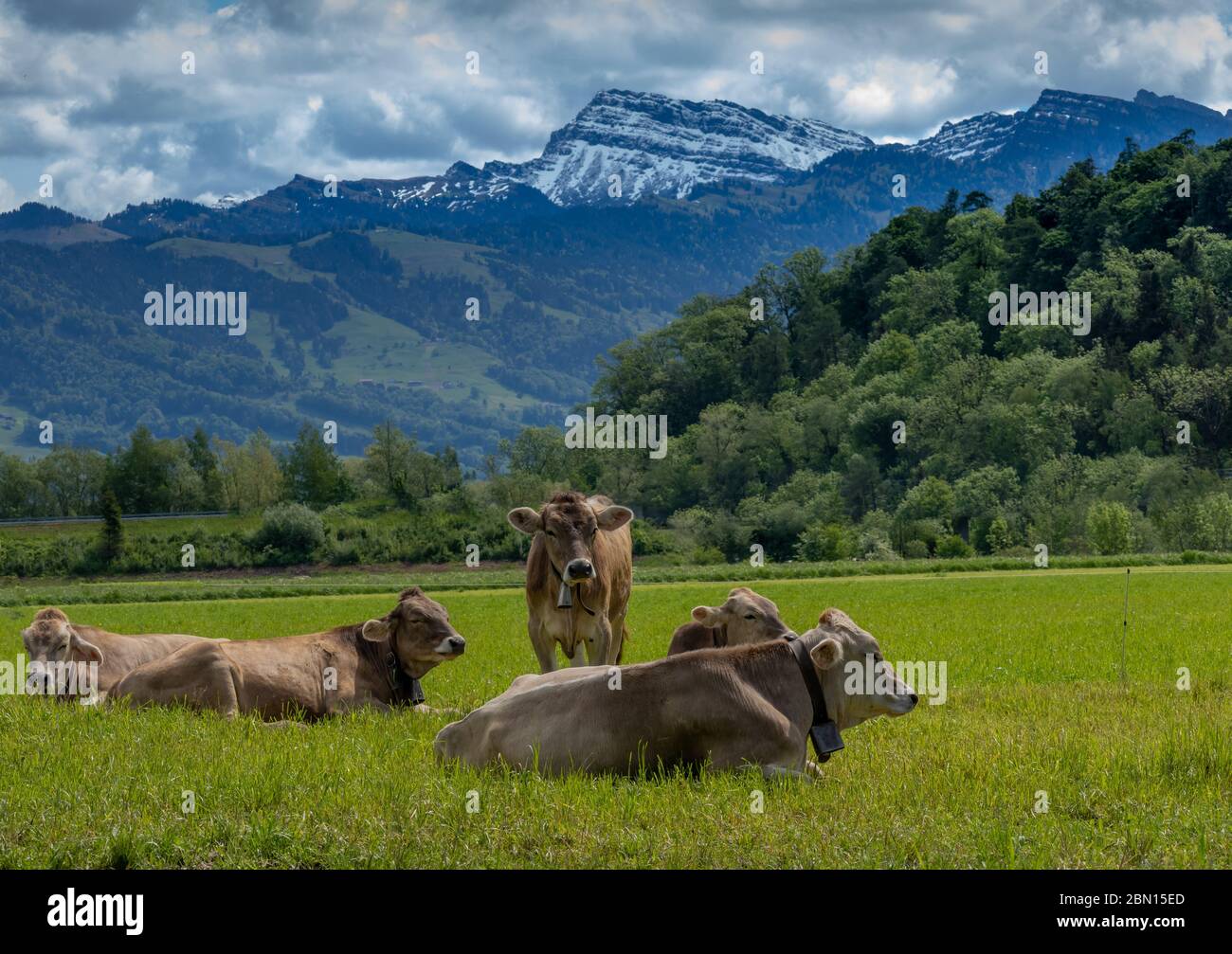 Quintessencial Svizzera scenario con originale braunvieh svizzero (bestiame marrone) su pascoli verdi con montagne innevate sullo sfondo, San Gallo, Foto Stock