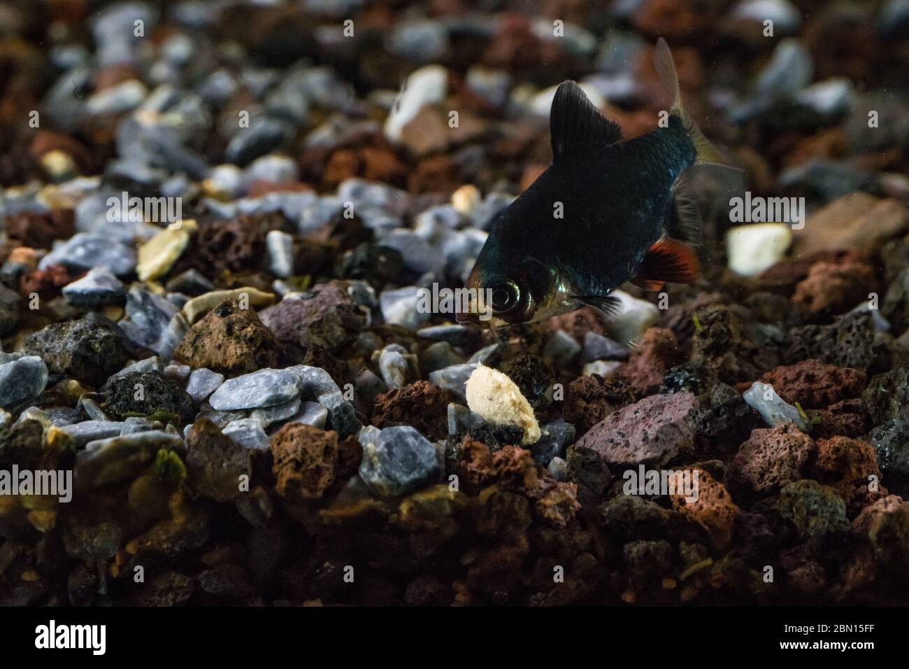 Il Tiger Barb Puntius tetrazona o il barbus verde condivide il cibo con altri pesci dell'acquario. Il pesce verde cerca di prendere una fetta di cibo. Foto Stock