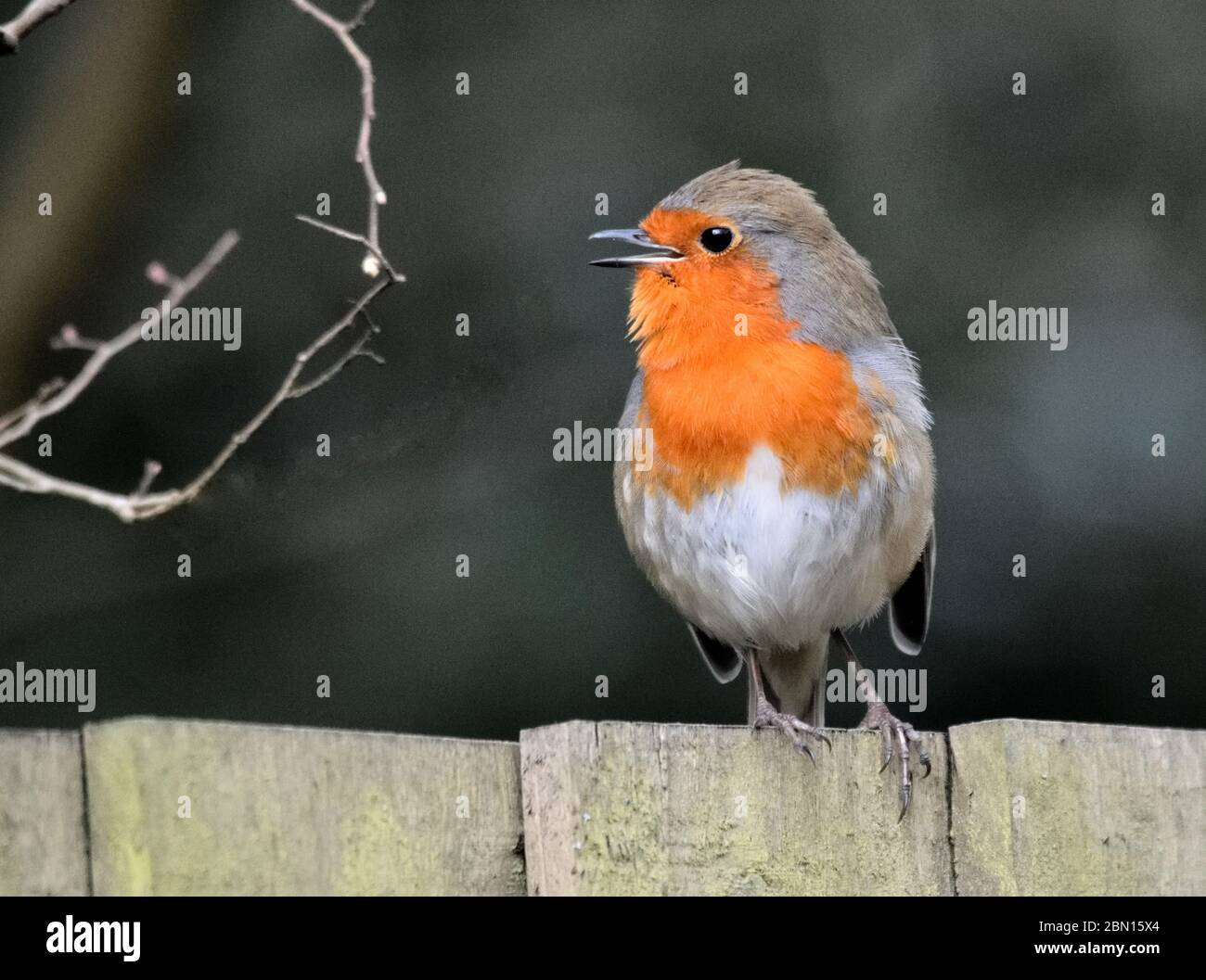 Robin sulla Fence Foto Stock