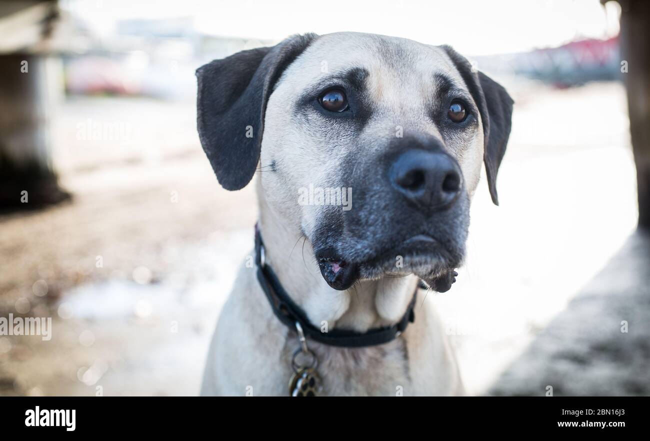Bullmastiff x Staffordshire Bull Terrier salvataggio cane, Melbourne, Australia Foto Stock
