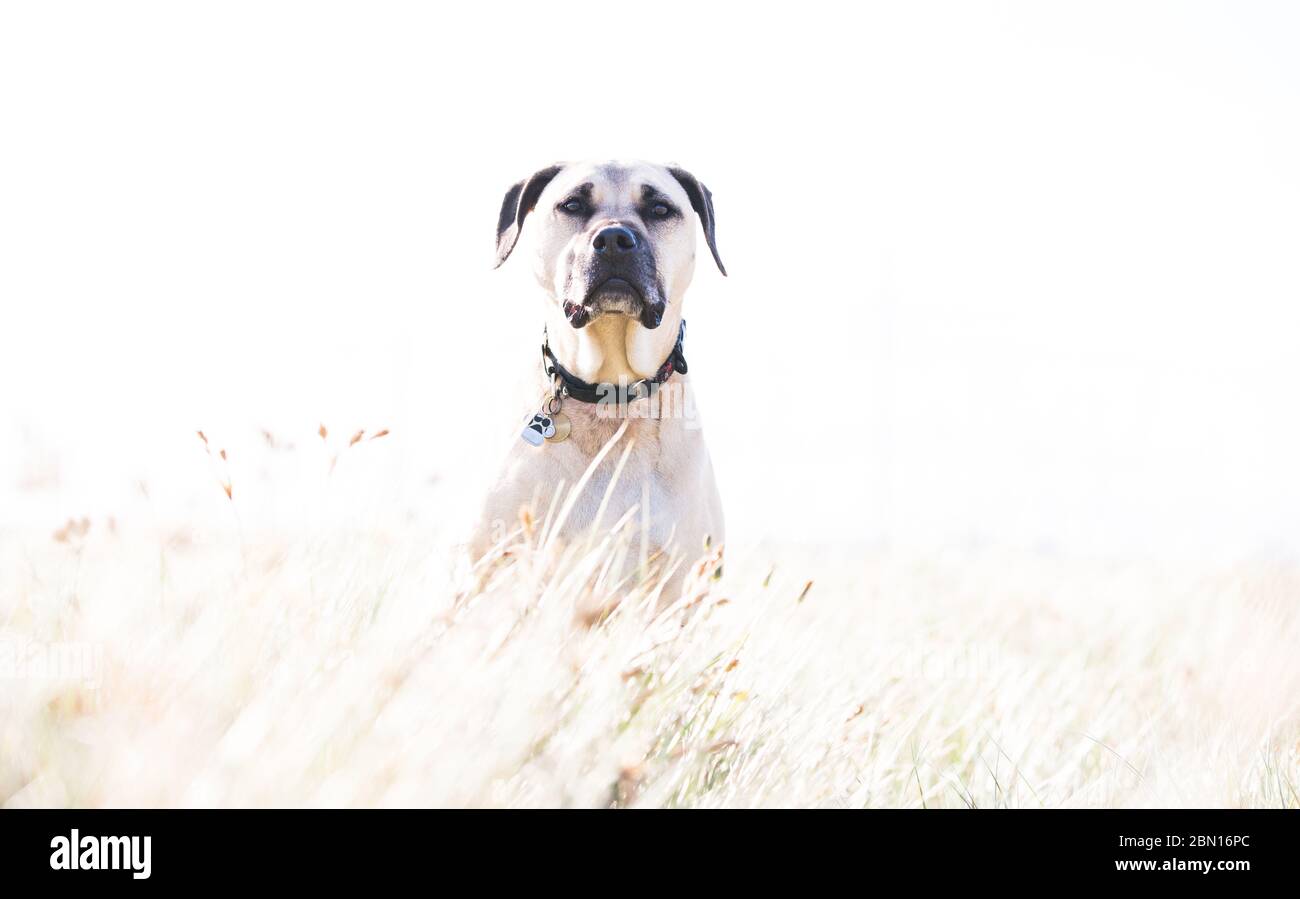 Bullmastiff x Staffordshire Bull Terrier salvataggio cane, Melbourne, Australia Foto Stock