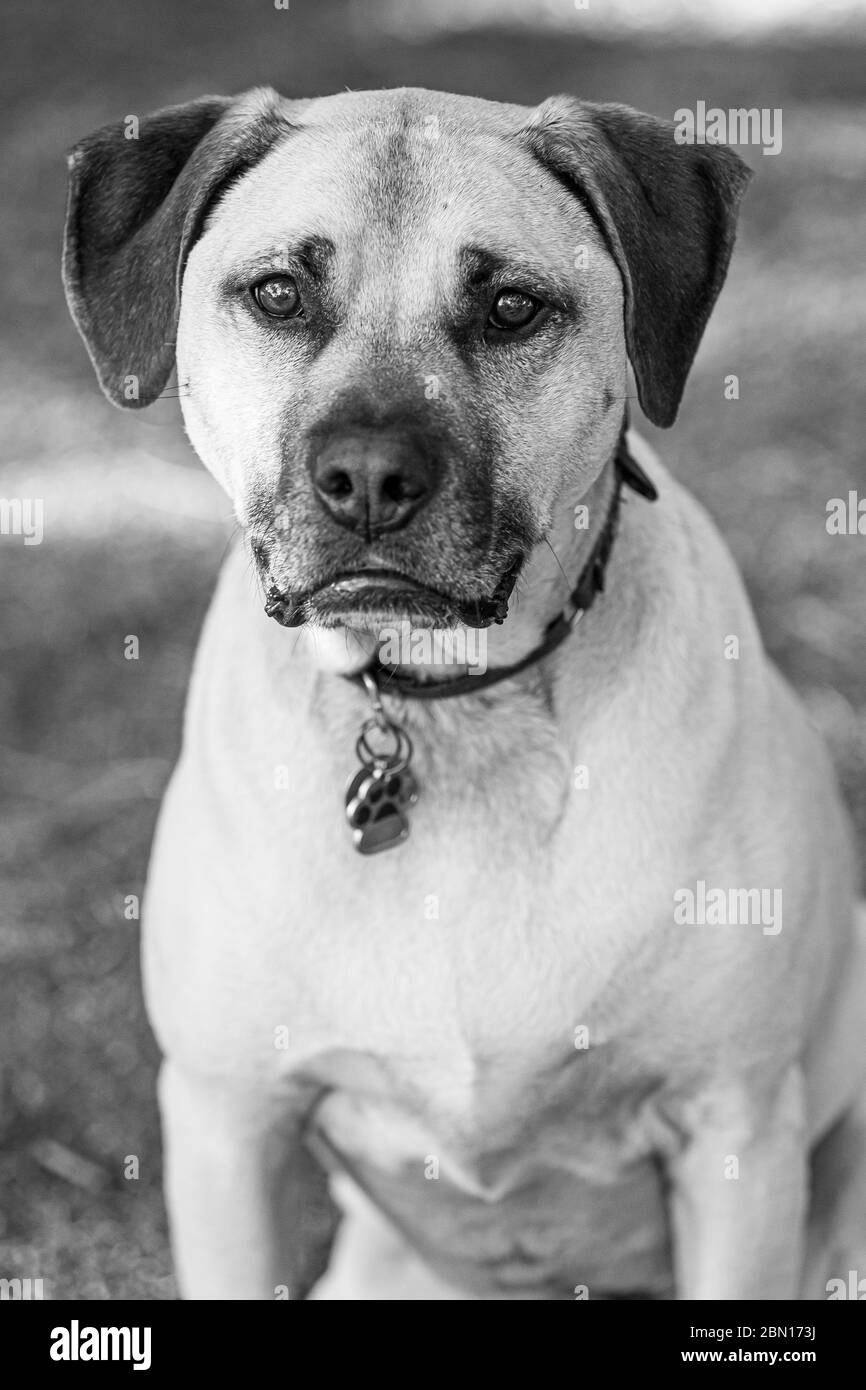 Bullmastiff x Staffordshire Bull Terrier salvataggio cane, Melbourne, Australia Foto Stock