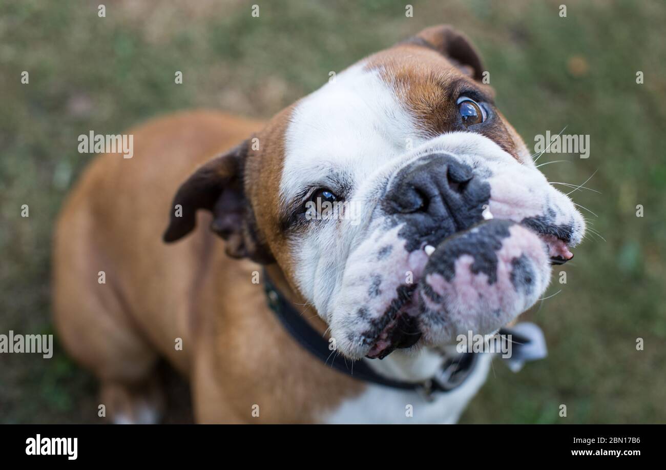 Femmina Bulldog inglese Foto Stock