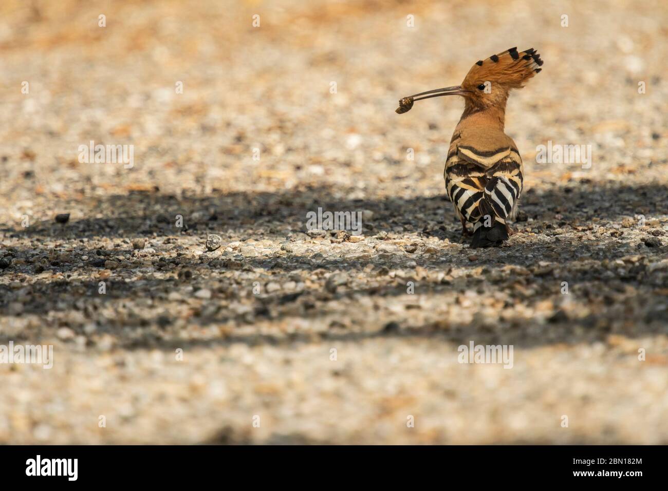 Un uccello di Hoopoe a terra con cibo nel suo conto, Provenza, Francia Foto Stock