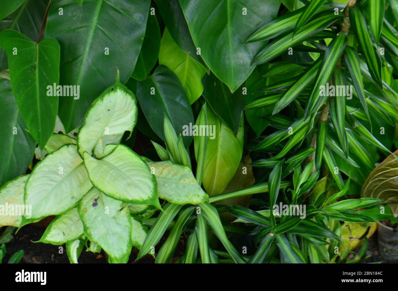 foglia tropicale, fogliame grande, struttura astratta verde, sfondo naturale Foto Stock