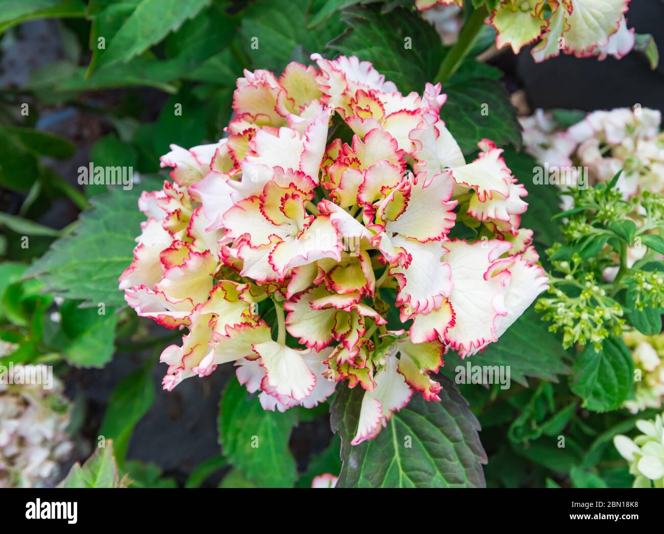 Hydrangea macrophylla Rendez Vous " cocktail " Fioritura in estate (agosto) nel West Sussex, in Inghilterra, Regno Unito. Foto Stock