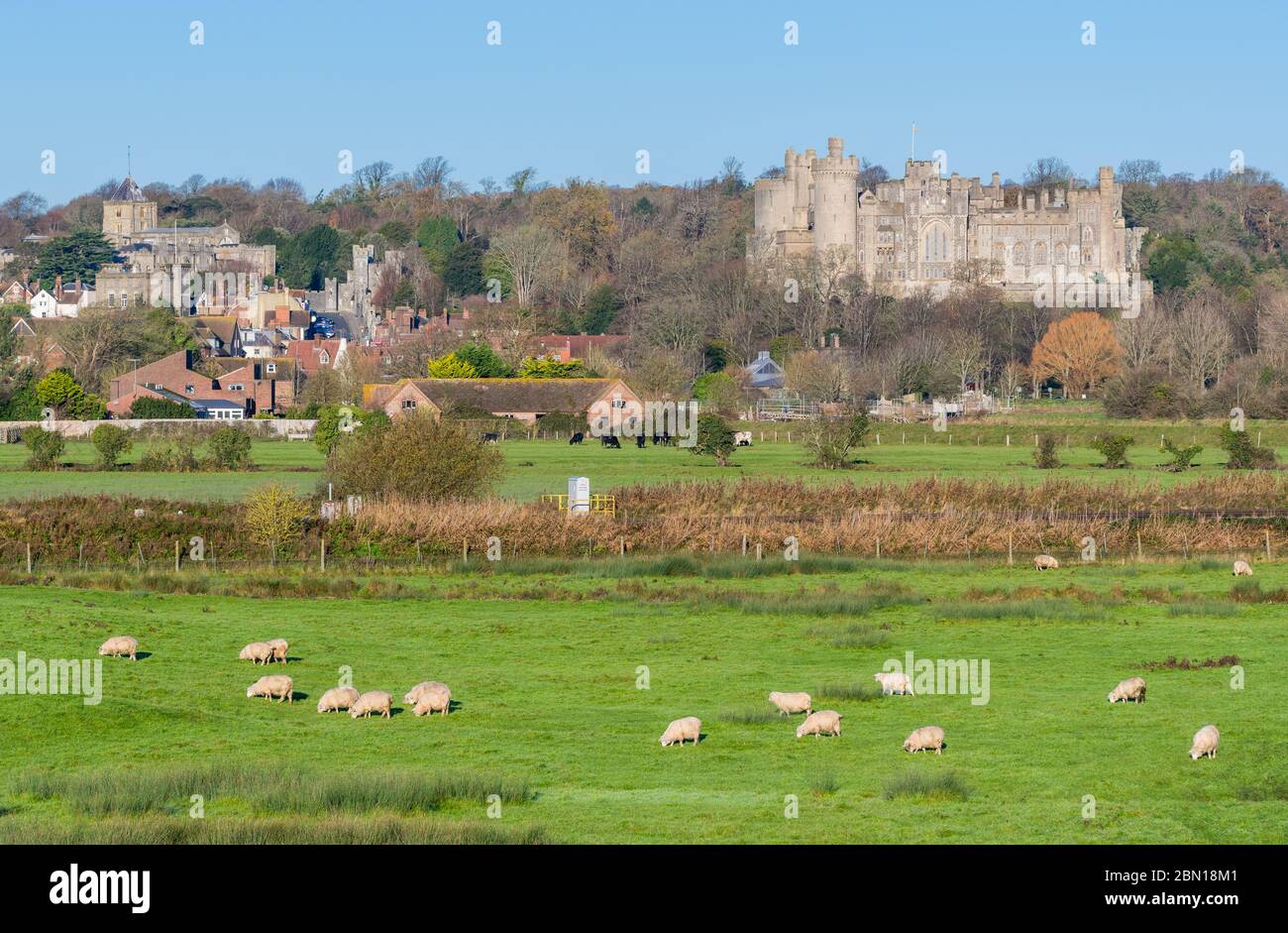Vista del Castello di Arundel con campi di pecore nelle Downs Sud in inverno nel Sussex Ovest, Inghilterra, Regno Unito. Arundel Regno Unito. Foto Stock
