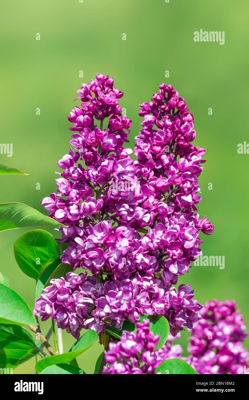 Fioritura viola comune impianto di Lilla (Syringa vulgaris) nella tarda primavera con sfondo verde nel West Sussex, in Inghilterra, Regno Unito. Foto Stock