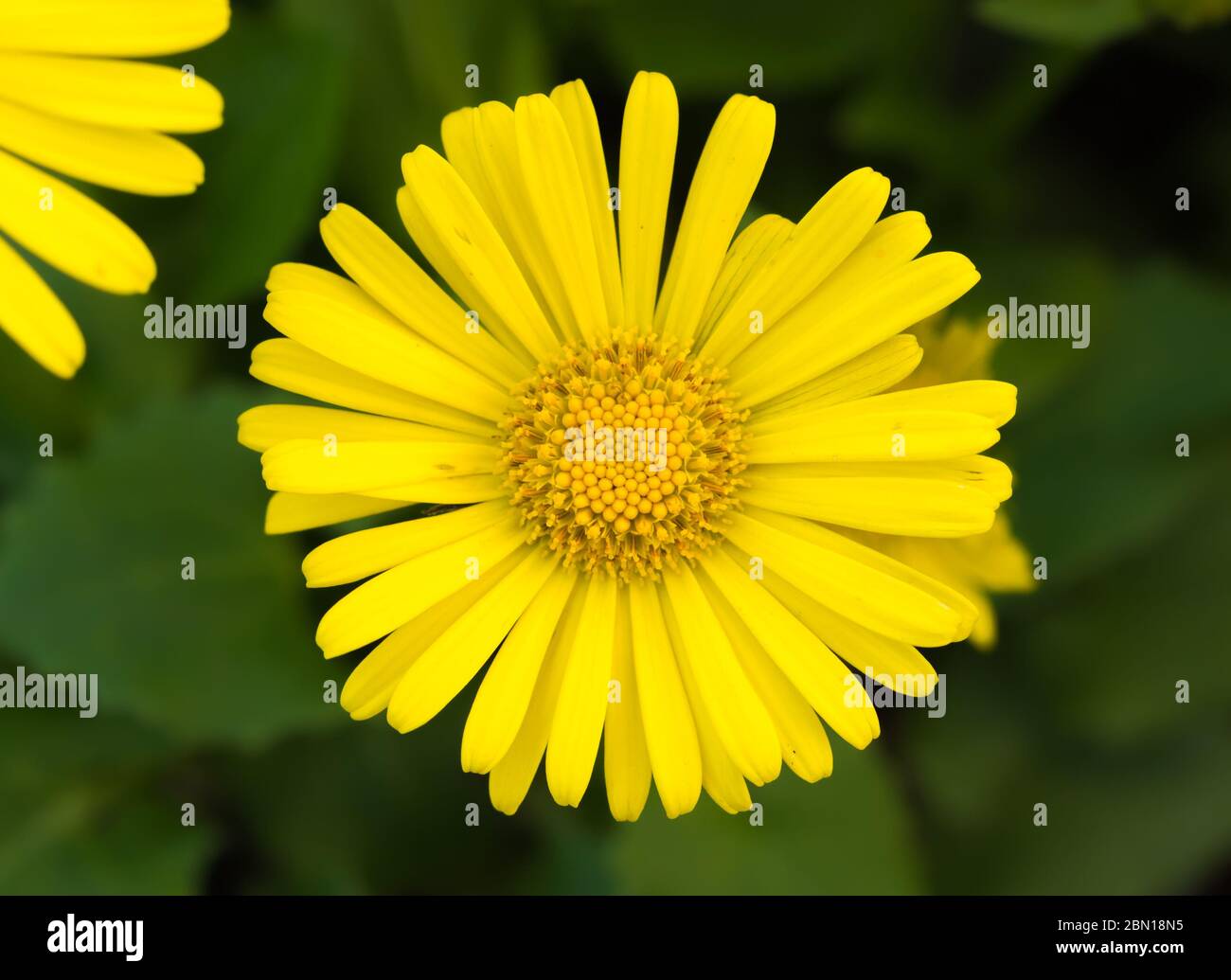 Doronicum orientale "Leonardo compatto " (AKA Leopardi Bane), un piccolo giallo pianta perenne che fiorisce in primavera nel West Sussex, Regno Unito. Foto Stock