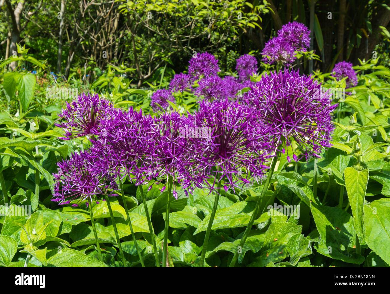 Palla di fiori da un Allium viola, noto anche come cipolla ornamentale, che cresce in primavera (maggio) nel Sussex occidentale, Inghilterra, Regno Unito. Flora. Foto Stock