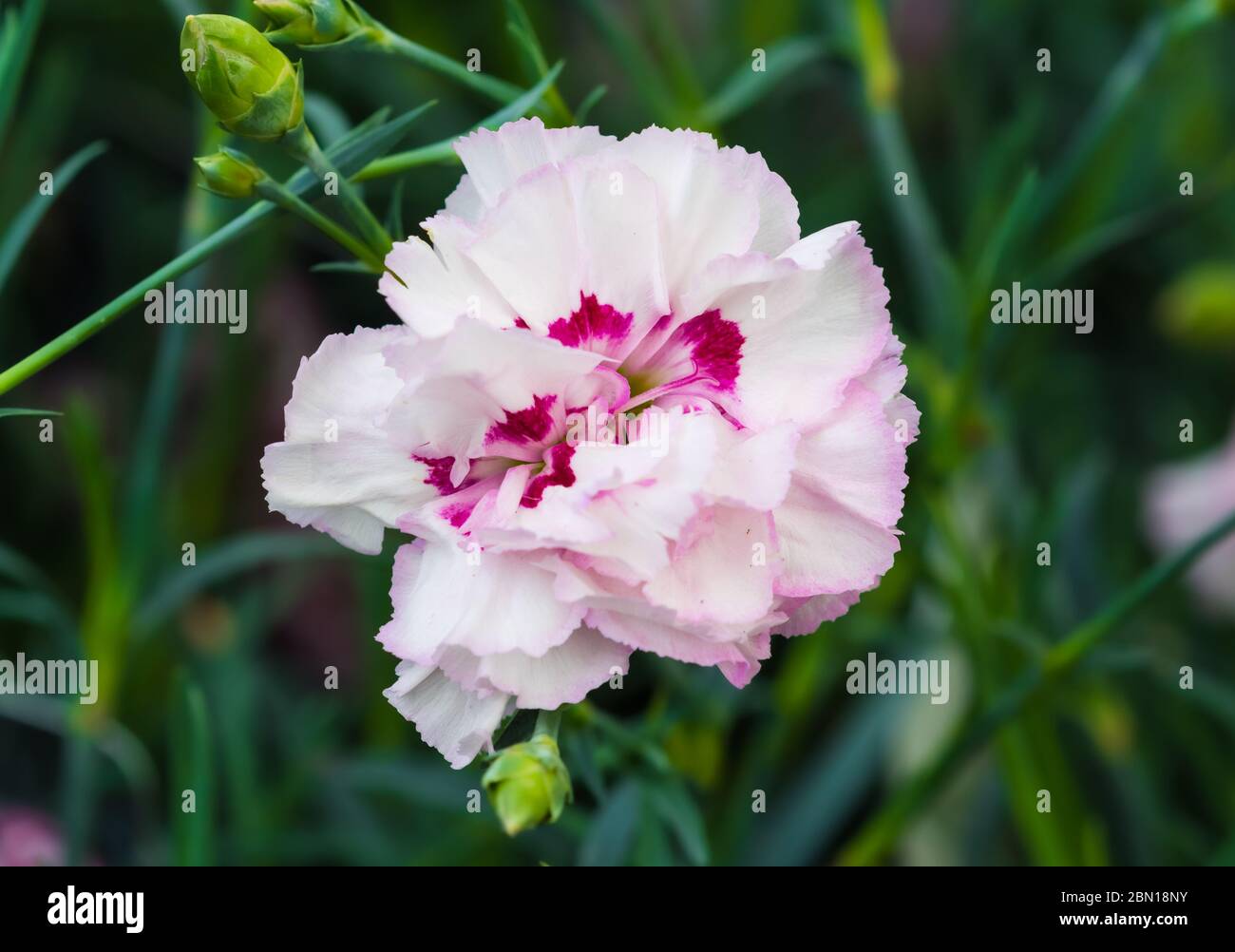 Dianthus Cottage rosa 'Gran preferiti dell' fiori di garofano che fiorisce in primavera nel West Sussex, Regno Unito. Foto Stock