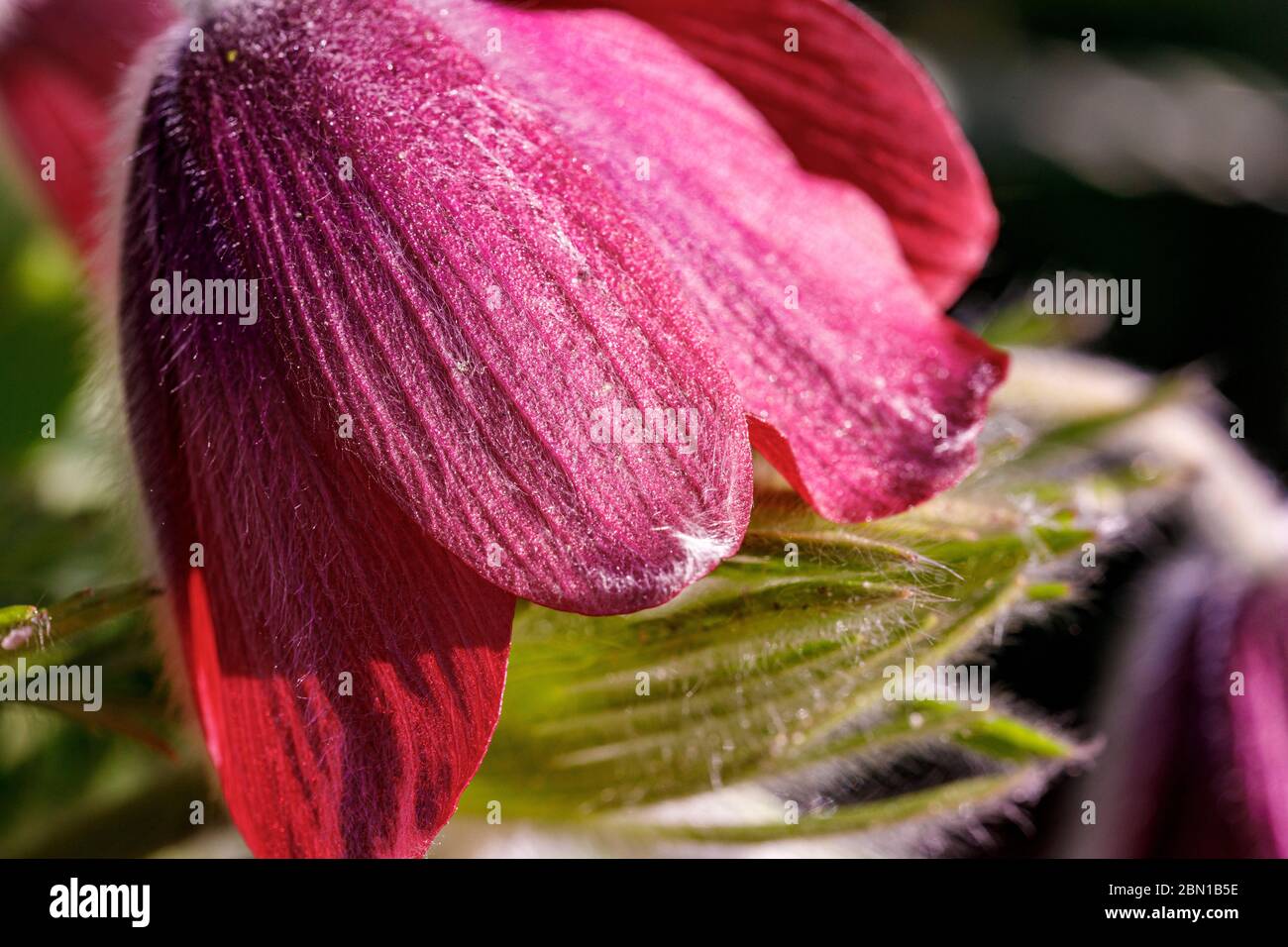 Pulsatilla rubra fiore testa Foto Stock