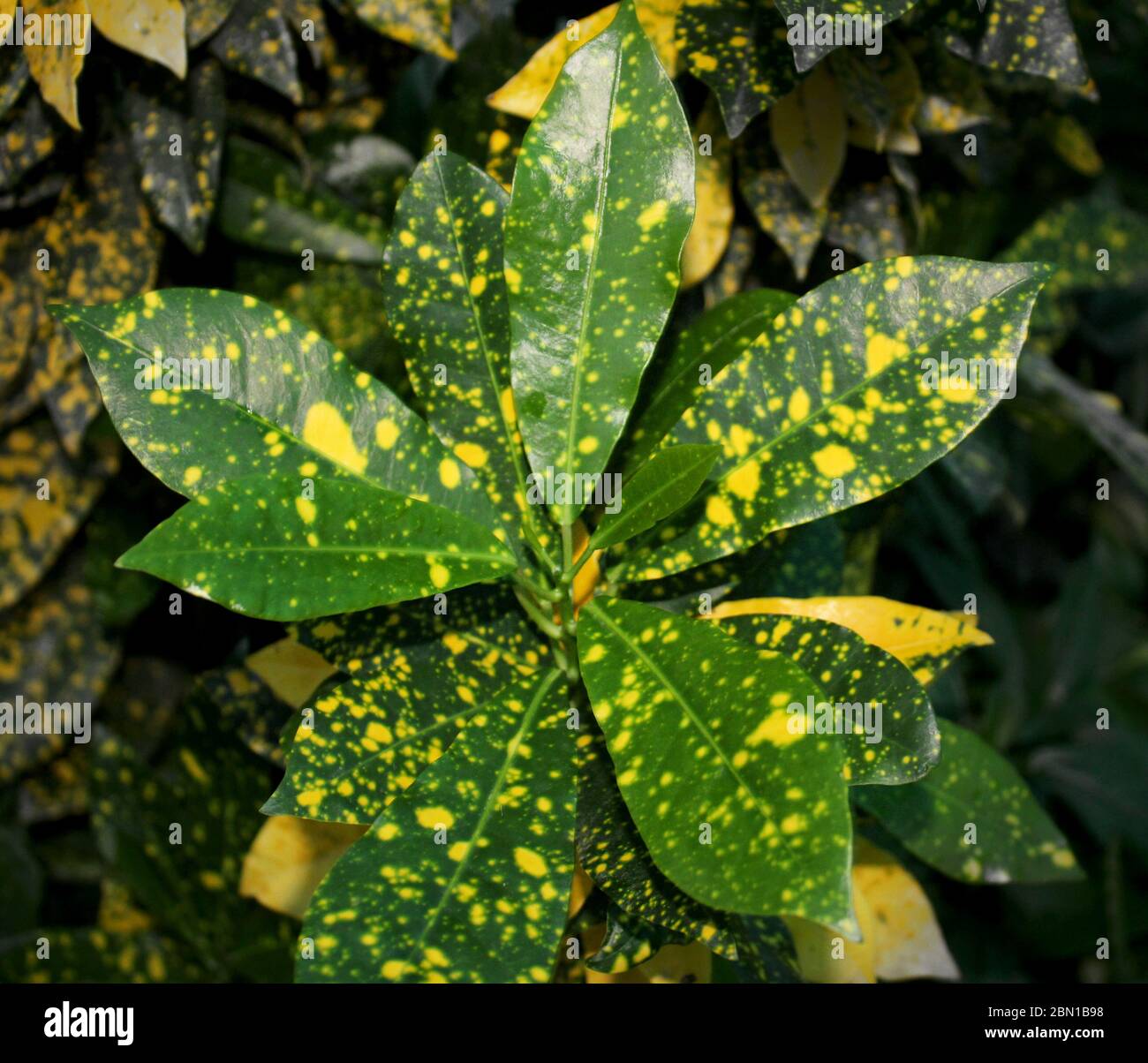 Goldddddust c, Codiaeum variegatum, crotone variegato, Euphorbiaceae pianta natura, che cresce in un giardino biologico casa. Foto Stock