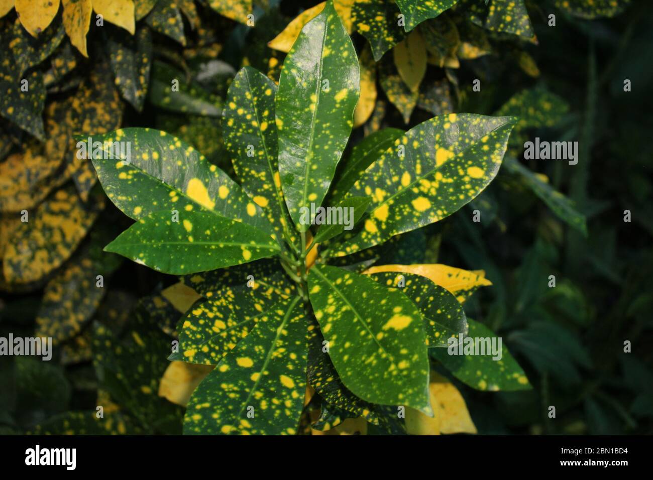 Goldddddust c, Codiaeum variegatum, crotone variegato, Euphorbiaceae pianta natura, che cresce in un giardino biologico casa. Foto Stock