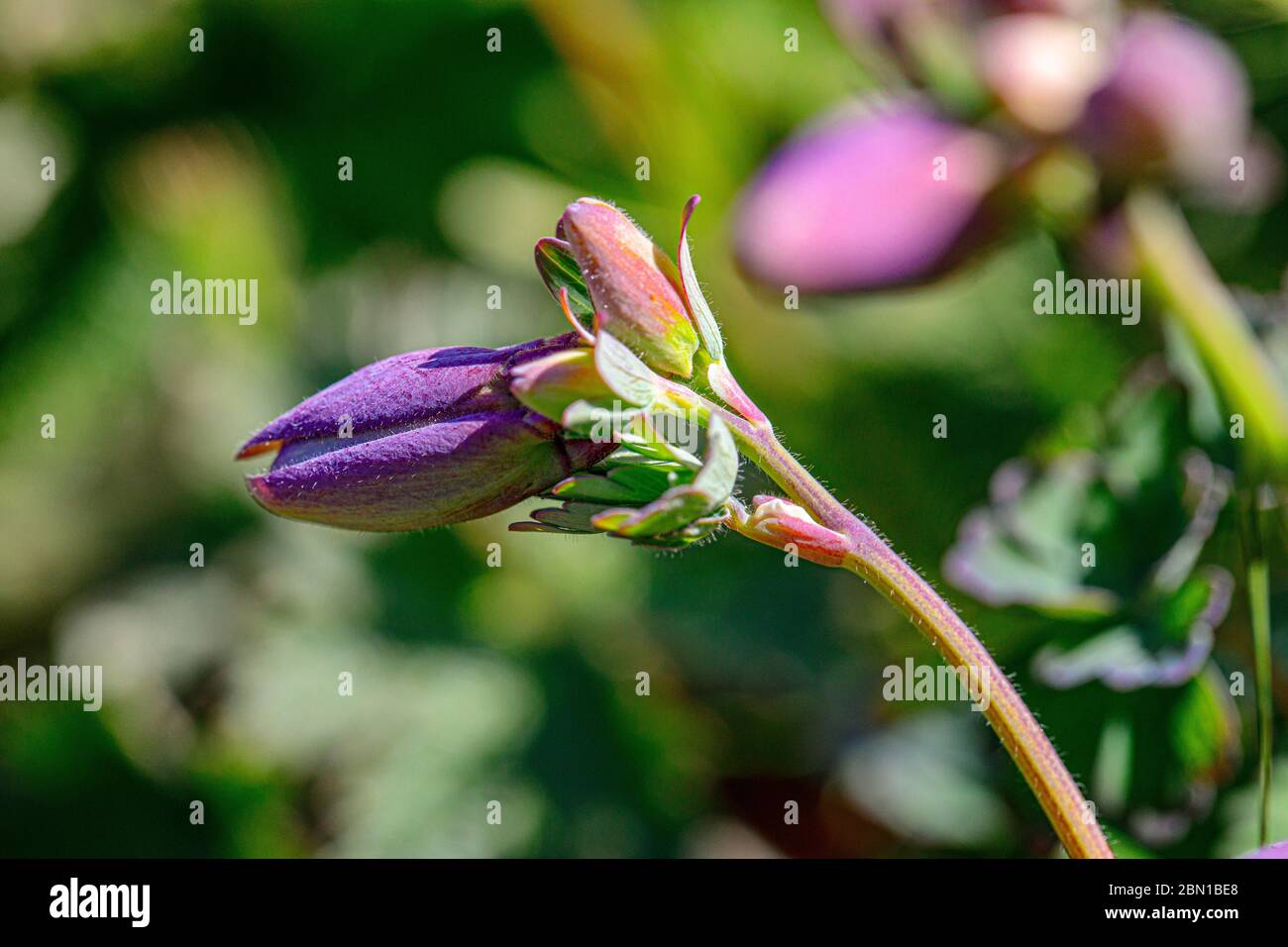 bocciolo fiore viola blu Foto Stock