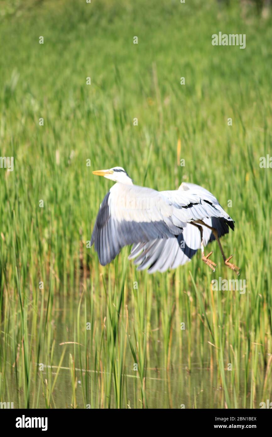 Airone grigio nel Citypark Staddijk Nijmegen, Gelderland. Il Foto Stock