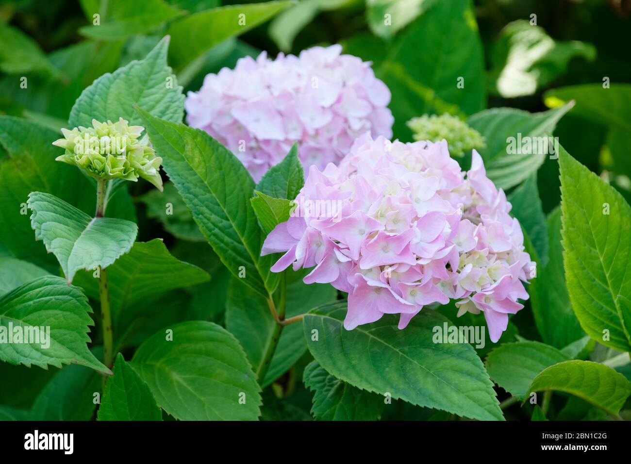 Hydrangea macrophylla 'Générale Vicomtesse de Vibraye Foto Stock