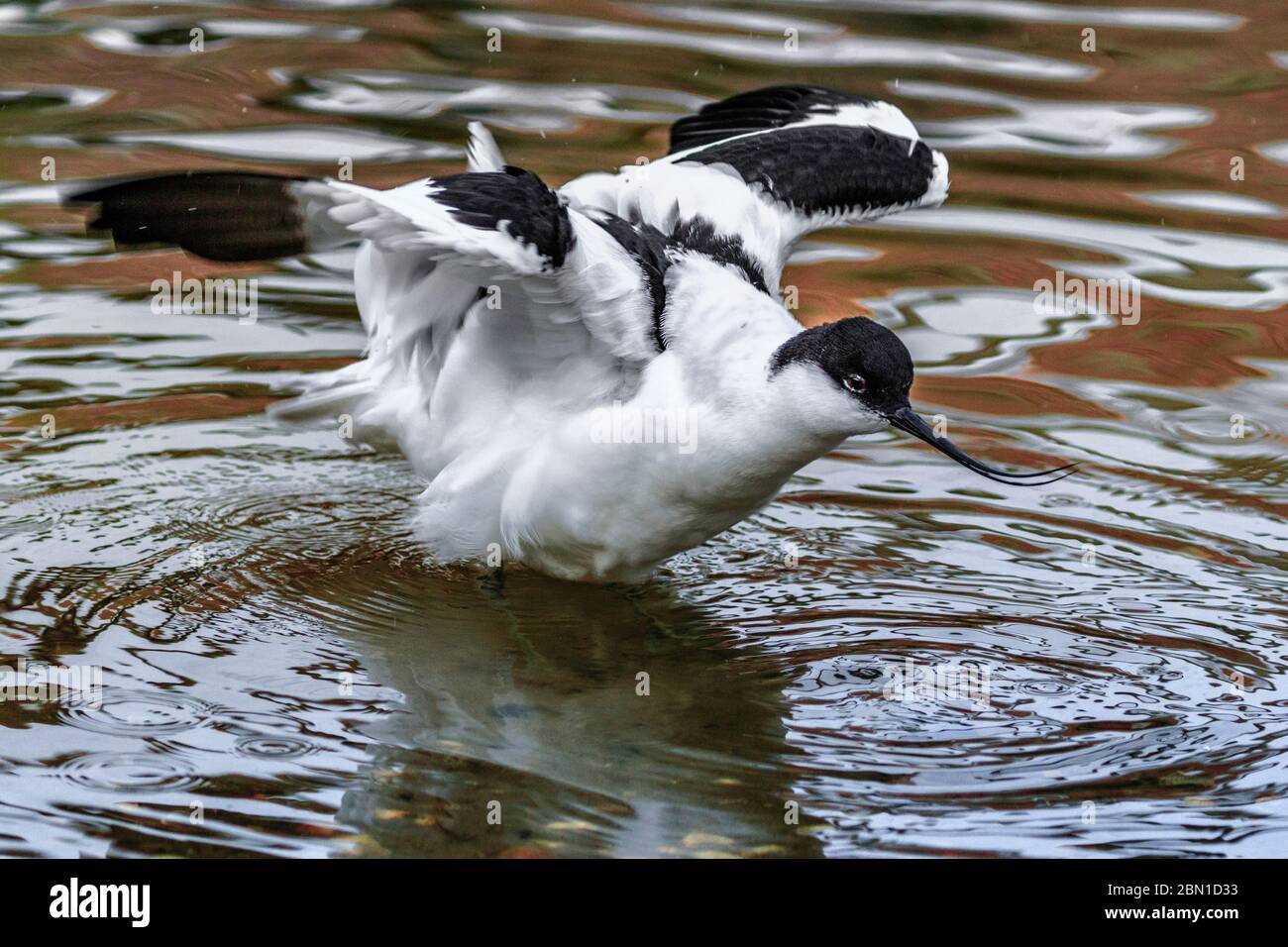 Avoceto uccello palafitte in acqua con ali in su Foto Stock