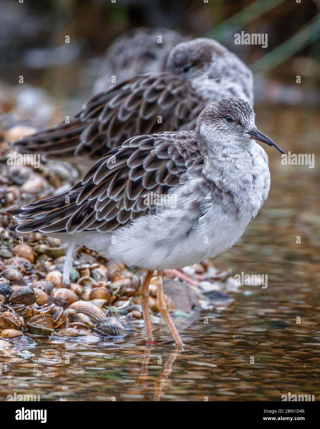 ruff sul bordo dell'acqua Foto Stock