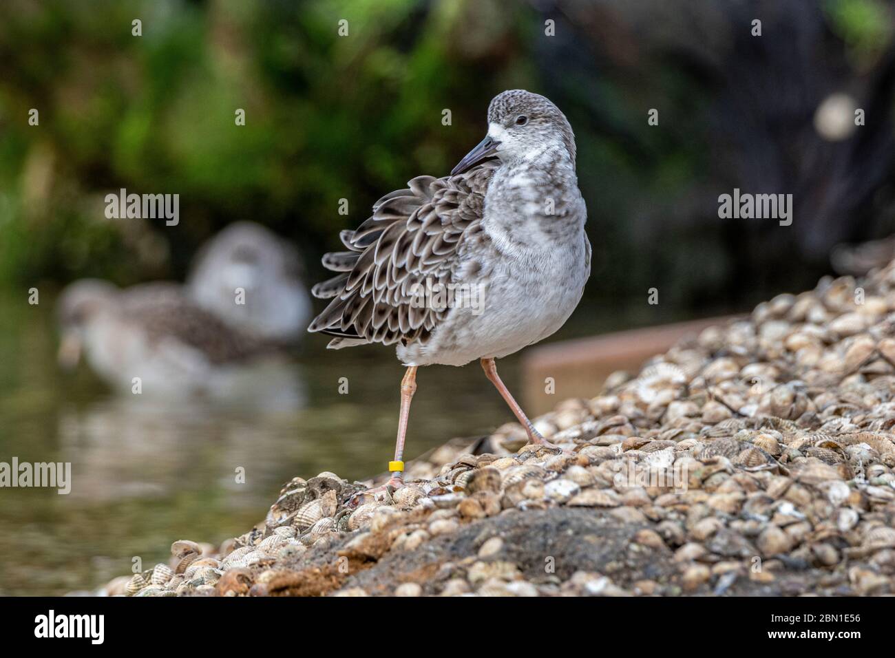 ruff sul bordo dell'acqua Foto Stock