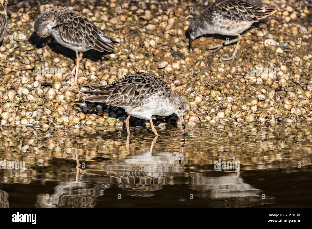 gruppo di ruff sul bordo dell'acqua Foto Stock