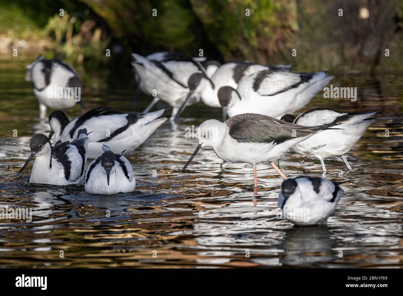 gruppo di uccello palafitte sull'acqua Foto Stock