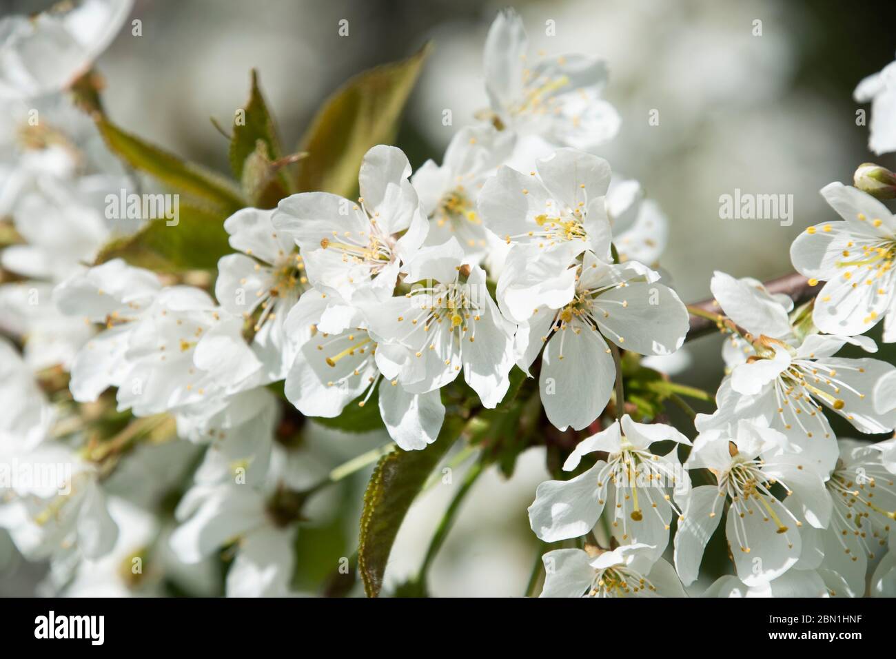 La primavera arriva con un'ondata di splendidi fiori bianchi sui ciliegi e gli alberi di mele, Woodthorpe Ravine, Sheffield Foto Stock