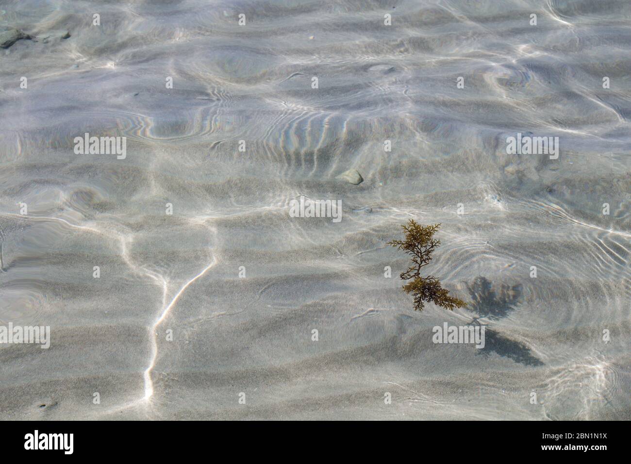 Pulire una chiara acqua poco profonda della spiaggia della città con un fondo sabbioso. Struttura di piccole onde e luce del sole. Alghe nell'acqua. Alghero, Sardegna, IT Foto Stock