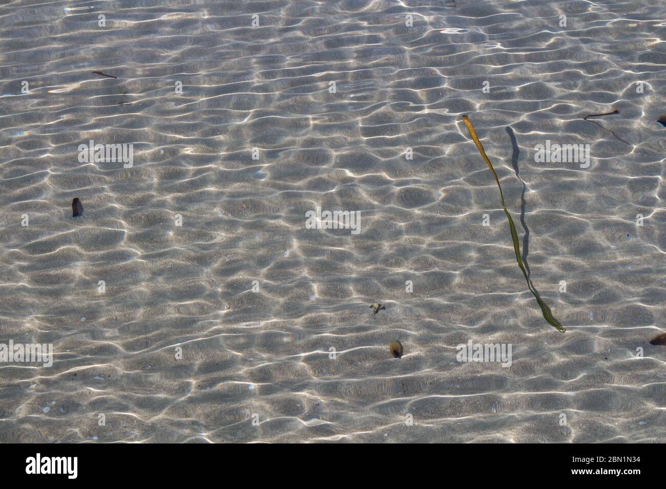Pulire una chiara acqua poco profonda della spiaggia della città con un fondo sabbioso. Struttura di piccole onde e luce del sole. Alghe nell'acqua. Alghero, Sardegna, IT Foto Stock