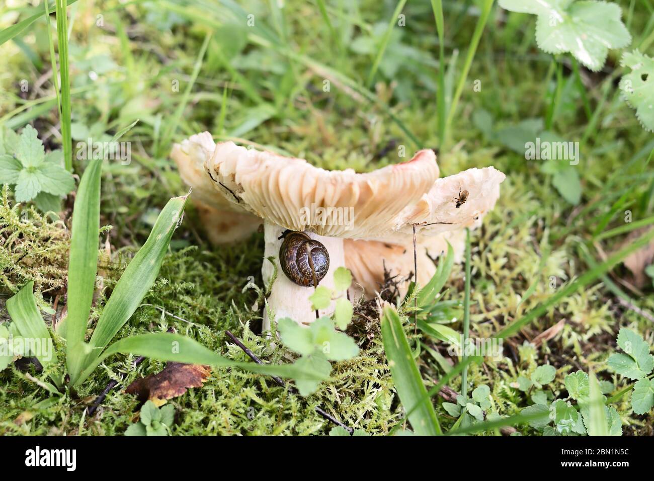 Vari insetti - mosca, verme e una lumaca marrone mangiare funghi Russula nella glade Foto Stock