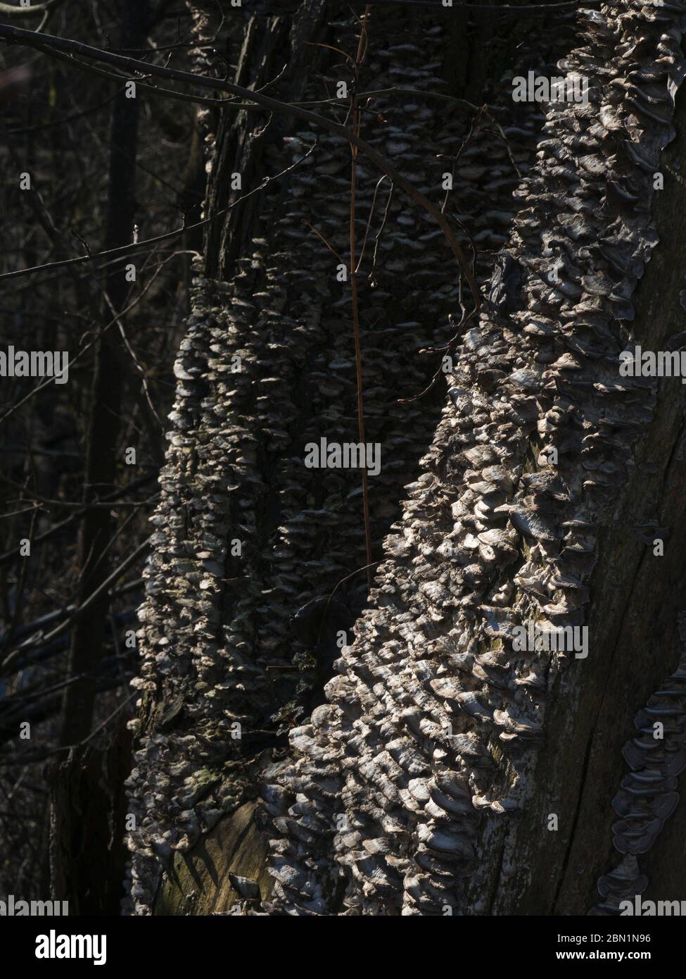 I funghi della staffa, o funghi della mensola decorativamente copre un tronco dell'albero morto nella foresta in Norvegia di Oslo Foto Stock