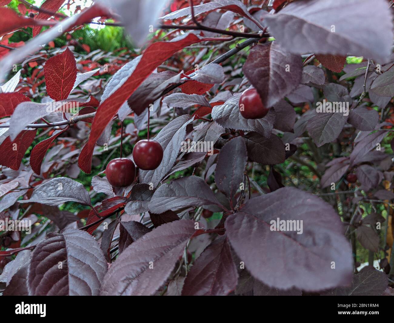 Prugna di ciliegia o Prunus cerasifera con frutta Foto Stock