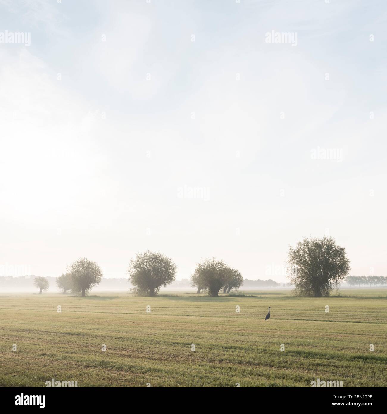 heron e fila di salici in olandese primo mattino paesaggio di campagna vicino utrecht in olanda Foto Stock