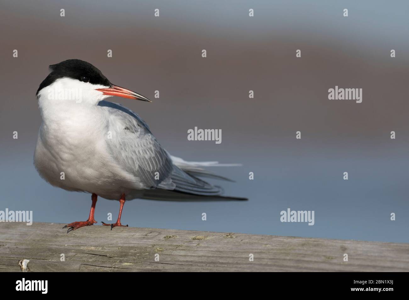 Comune terna perching Foto Stock