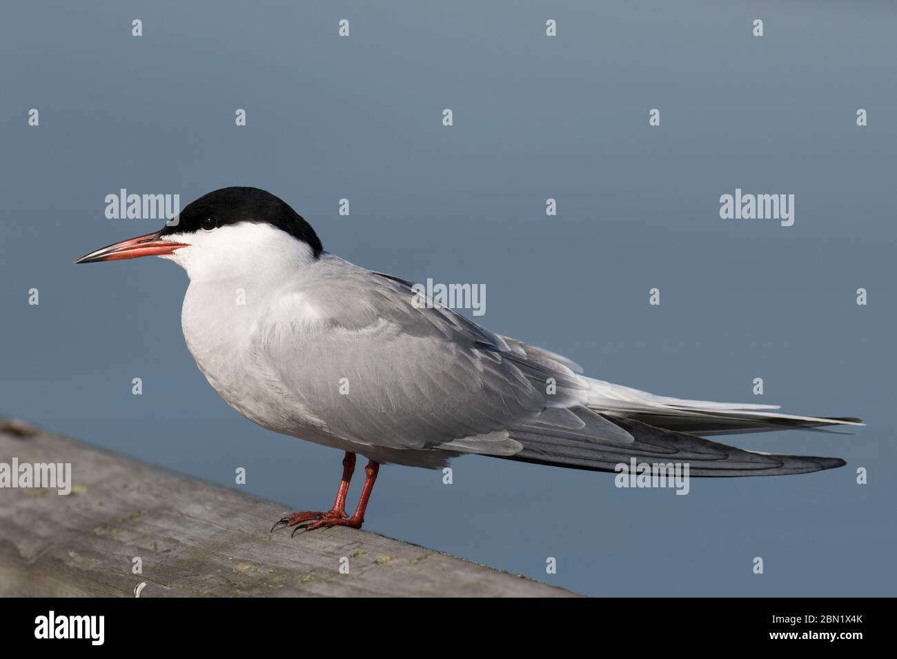 Comune terna perching Foto Stock