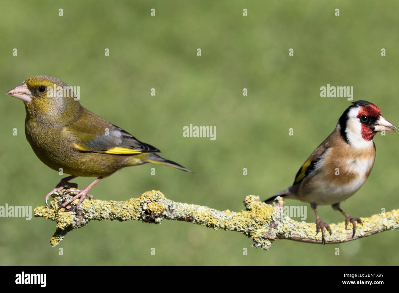 Verdino e Goldfinch arroccati su un ramo Foto Stock