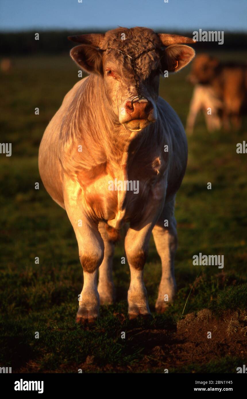 Aubrac bull, Aubrac, Aveyron, Francia, Europa Foto Stock