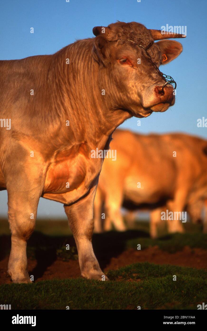 Bull Aubrac in un campo nella regione Aubrac, Aveyron. Francia Foto Stock