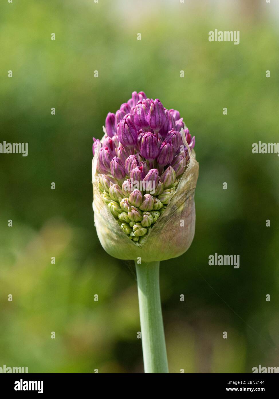 Un primo piano del germoglio scoppiato di Allium Purple Sensation Foto Stock