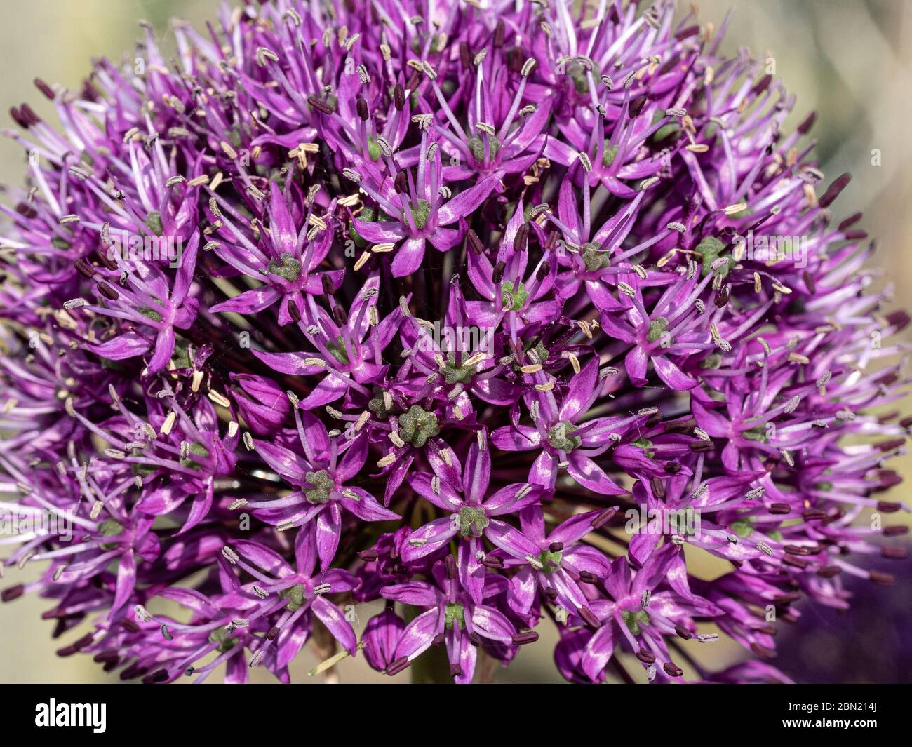 Un primo piano di una singola testa di fiore di Allium sensazione viola Foto Stock