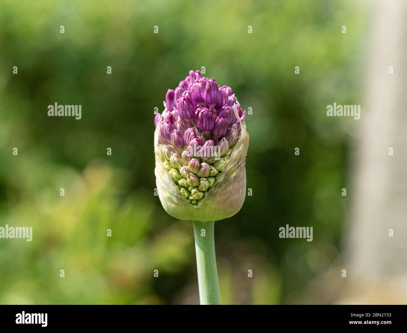 Un primo piano del germoglio scoppiato di Allium Purple Sensation Foto Stock