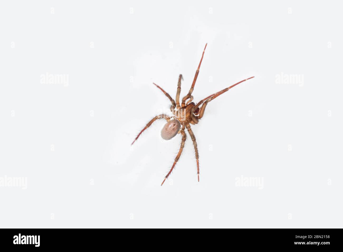 Acqua Spider, Argyroneta aquatica, sfondo bianco, Nottingham, maggio Foto Stock