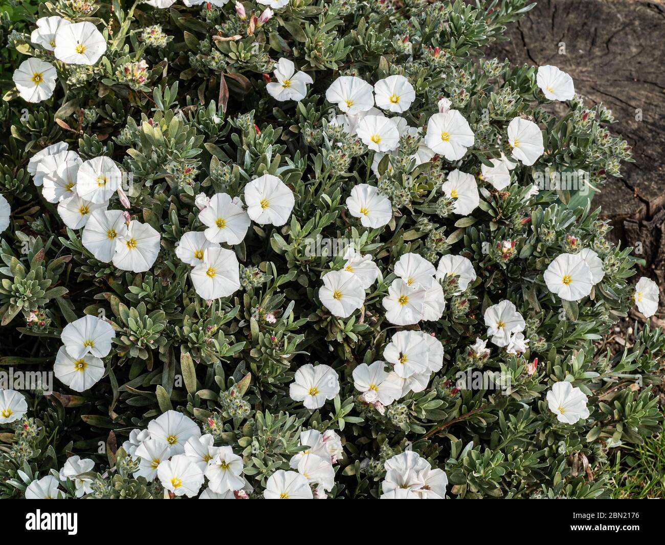 Un cespuglio ben cresciuto di convolvulus cneorum ricoperto di fiori bianchi a forma di tromba Foto Stock