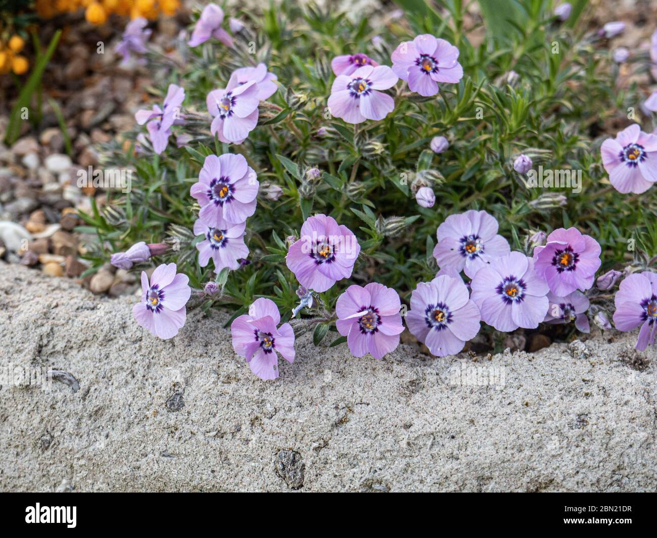Una pianta di Phlox duglasii 'Boothmans varietà' che cresce all'angolo di un giardino a valle Foto Stock