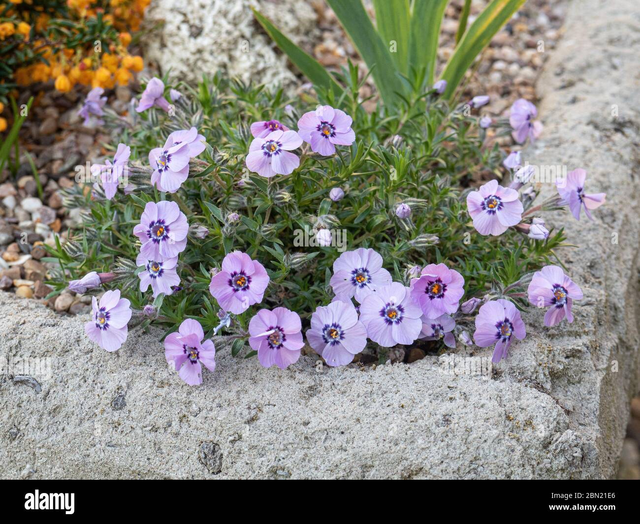 Una pianta di Phlox duglasii 'Boothmans varietà' che cresce all'angolo di un giardino a valle Foto Stock