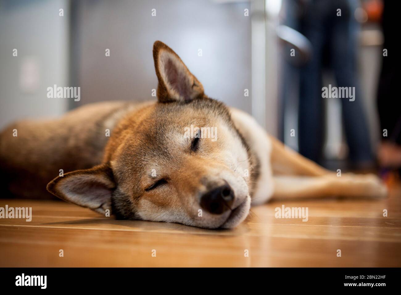 Un animale domestico shiba inu si trova su un pavimento hardwoord in Una casa nel Maine Foto Stock