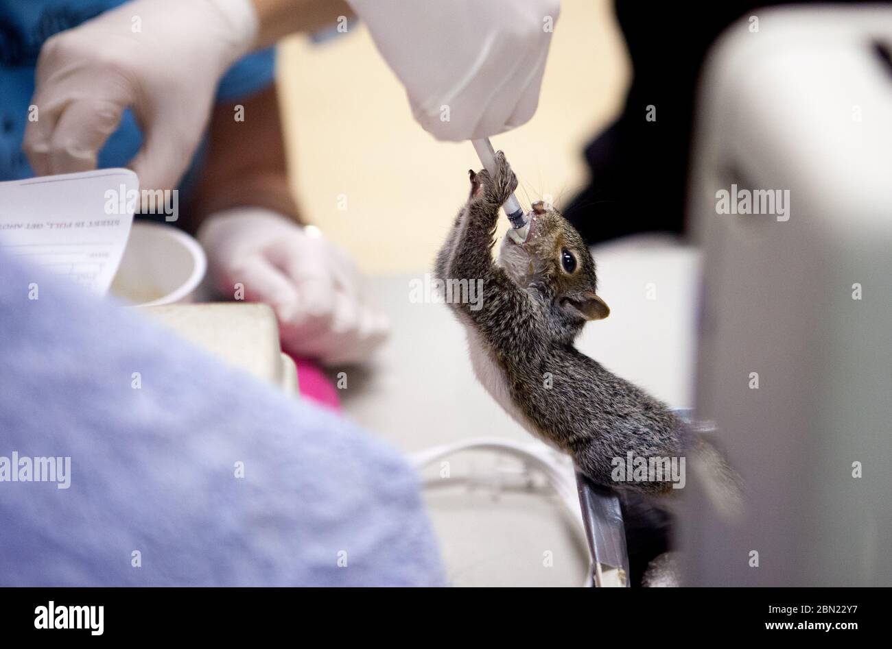 Un riproduttore di animali nutre un giovane scoiattolo da una siringa in una struttura di riabilitazione della fauna selvatica in Massachusetts, Stati Uniti Foto Stock