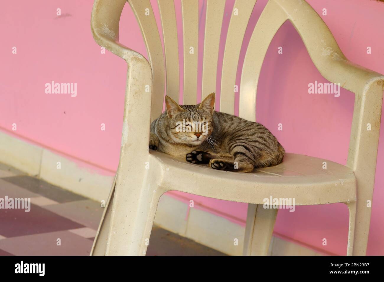 un gatto domestico che si posa su sedia di plastica bianca con tema di sfondo di marmi neri e grigi Foto Stock