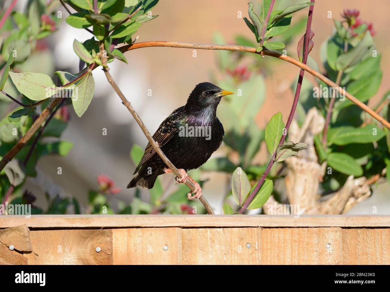 Starling (Sturnus vulgaris) arroccato da un recinto da giardino Foto Stock